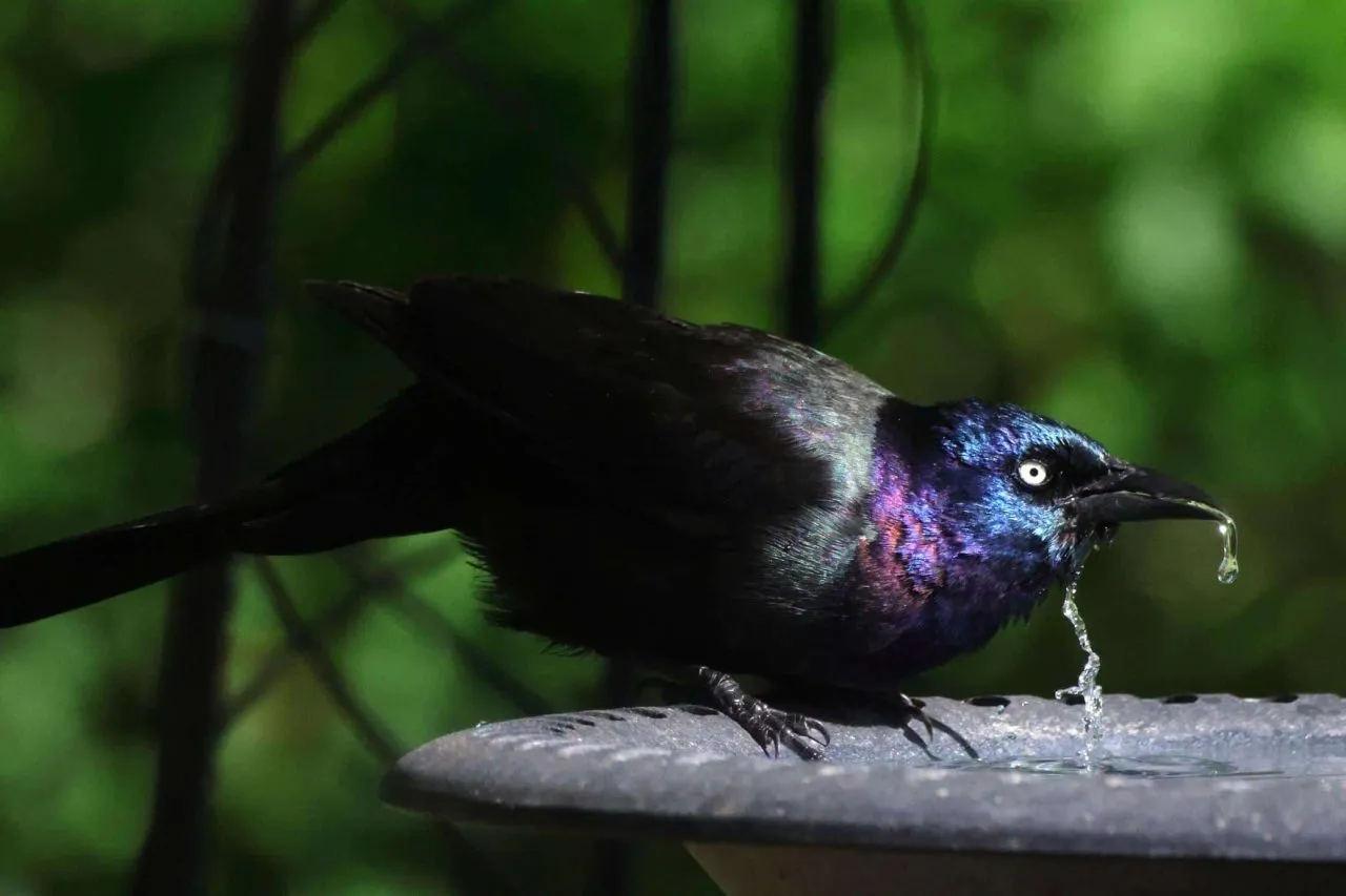 grackle bird