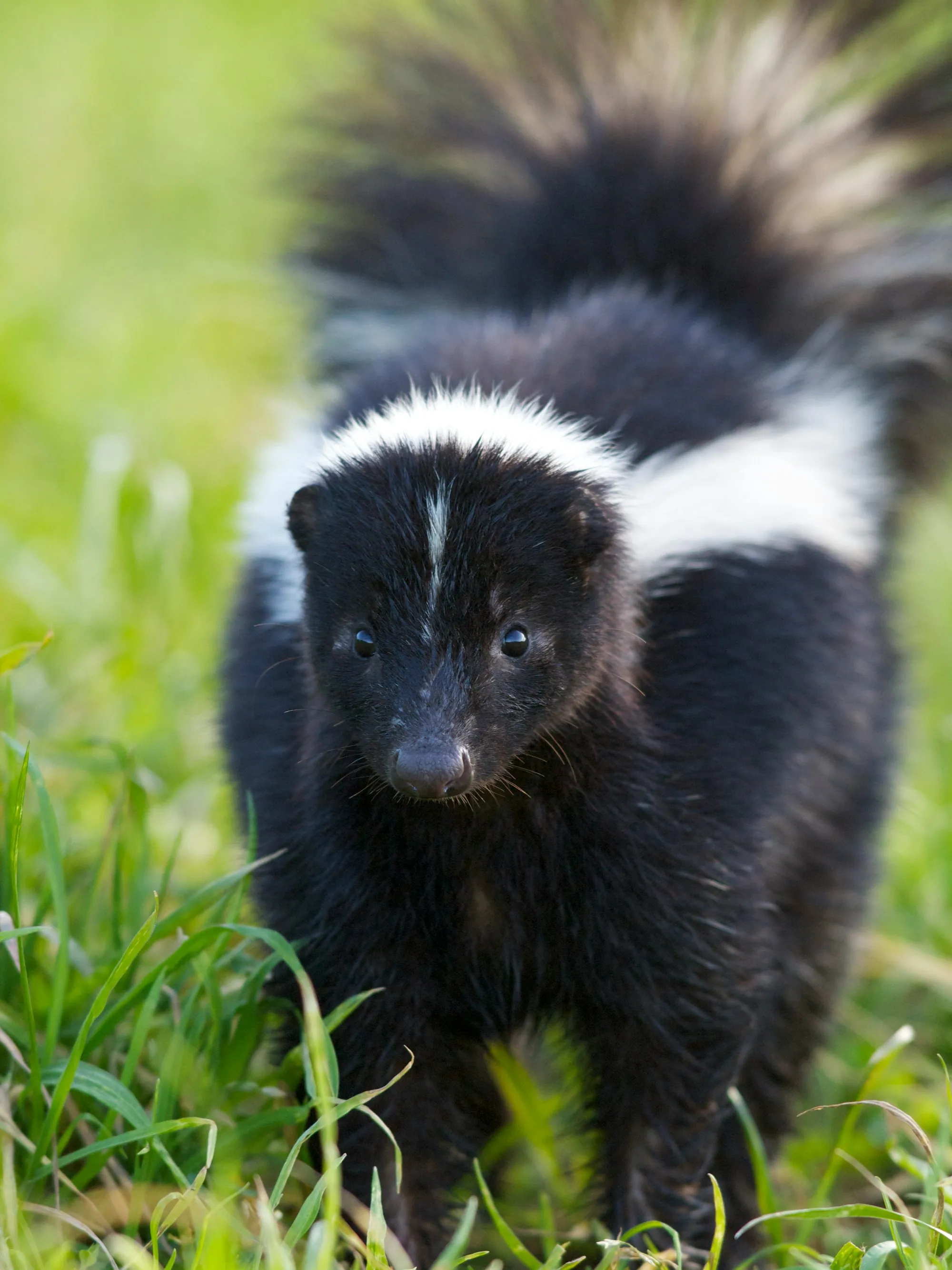 Skunk Removal