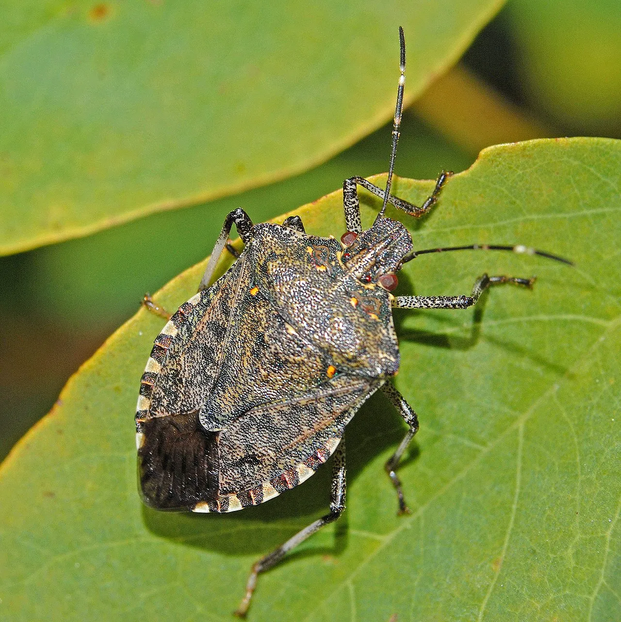 Stink Bug Control