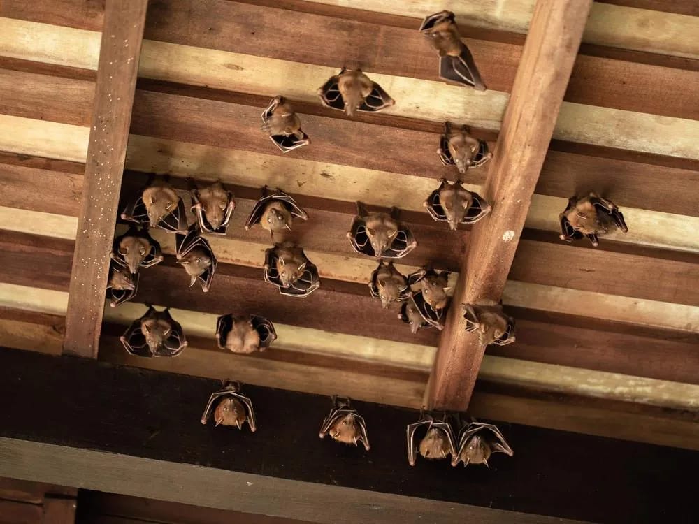 Bat Removal service in Centerburg, OH