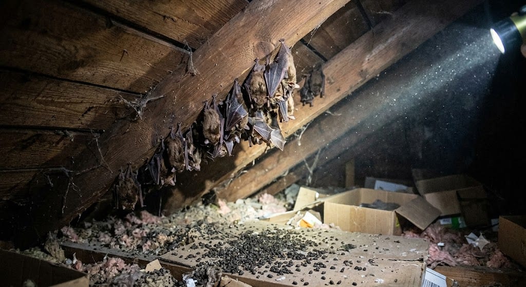 bats