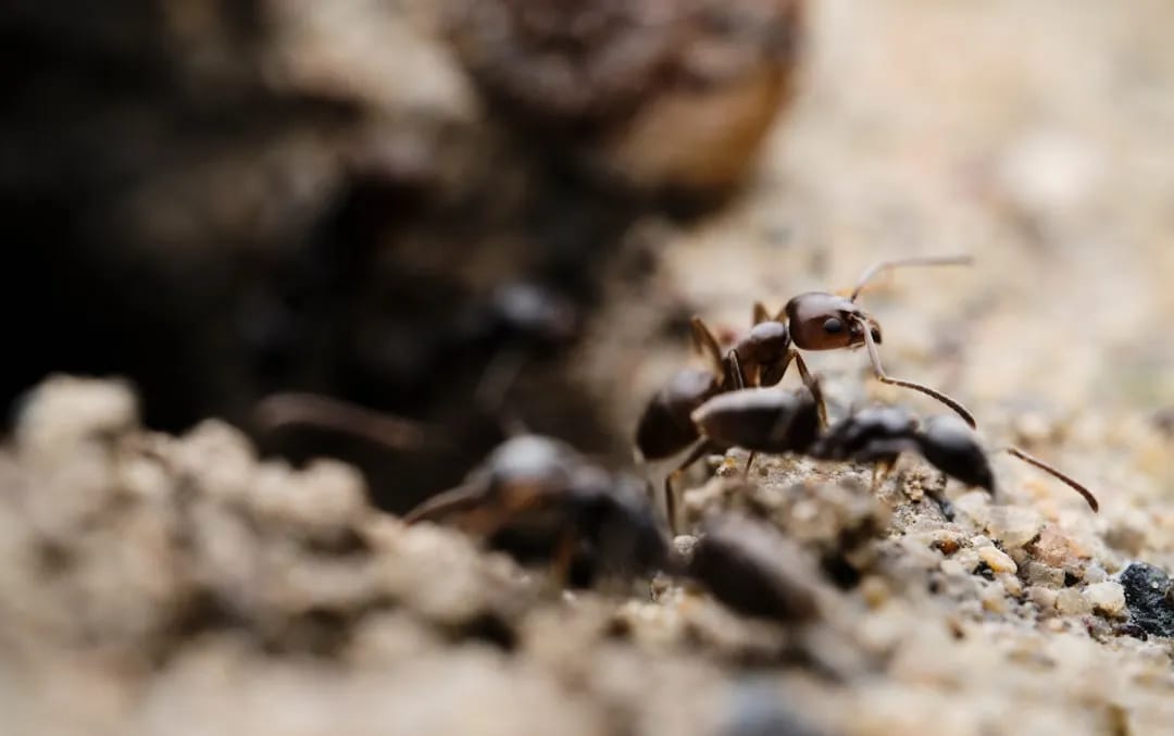 Ant Control service in Centerburg, OH