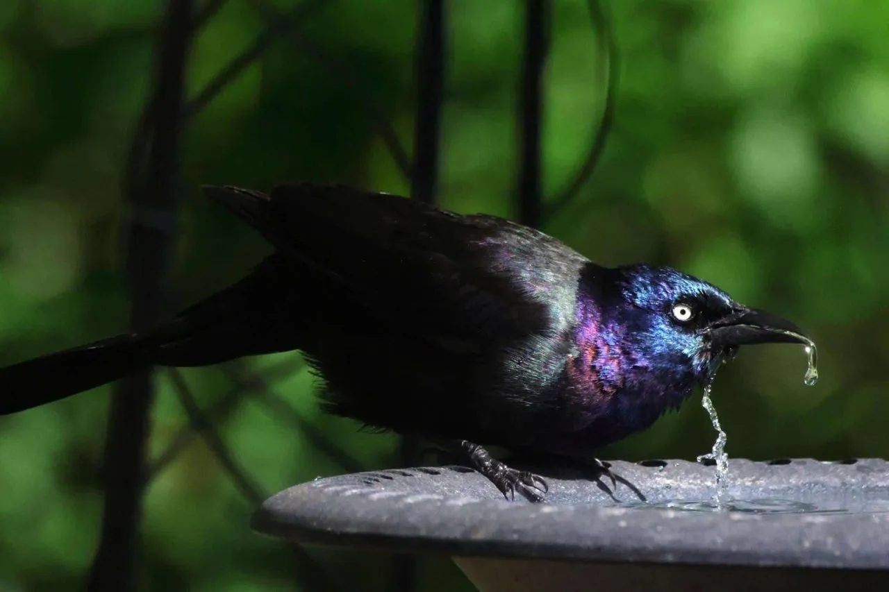 Bird Removal service in Centerburg, OH