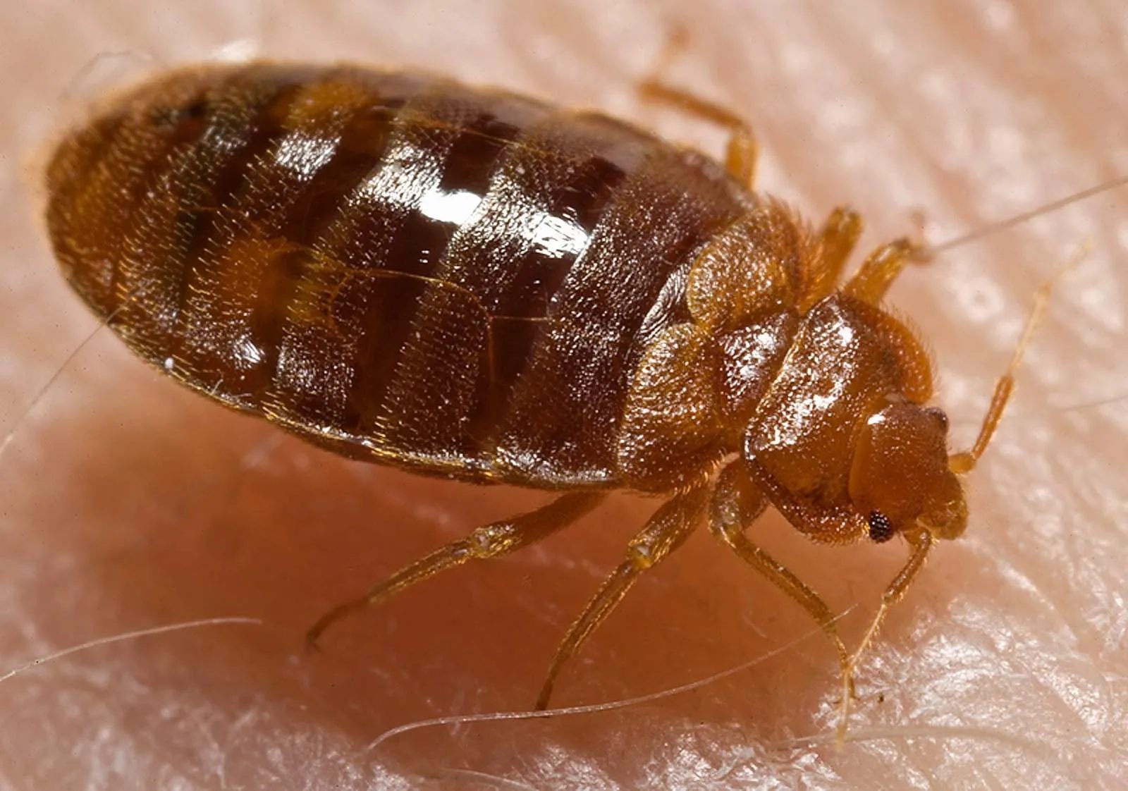 Bed Bug Control service in Centerburg, OH