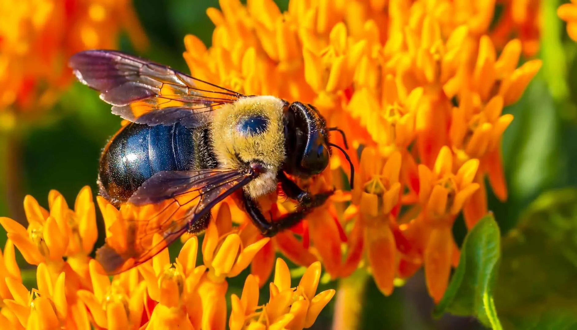 Carpenter Bee Control service in Centerburg, OH