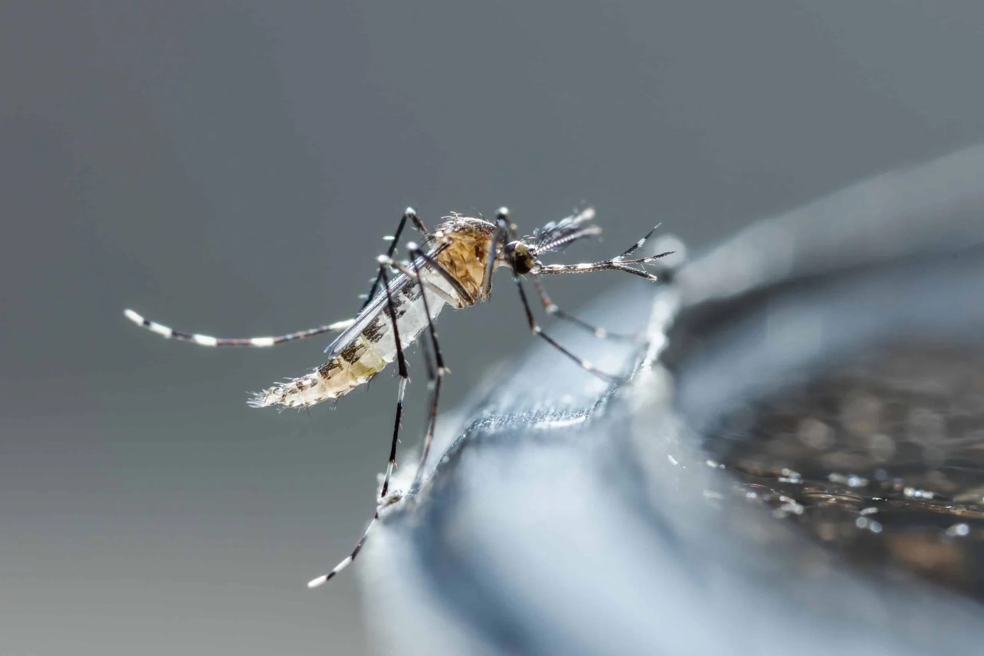Mosquito Control service in Centerburg, OH