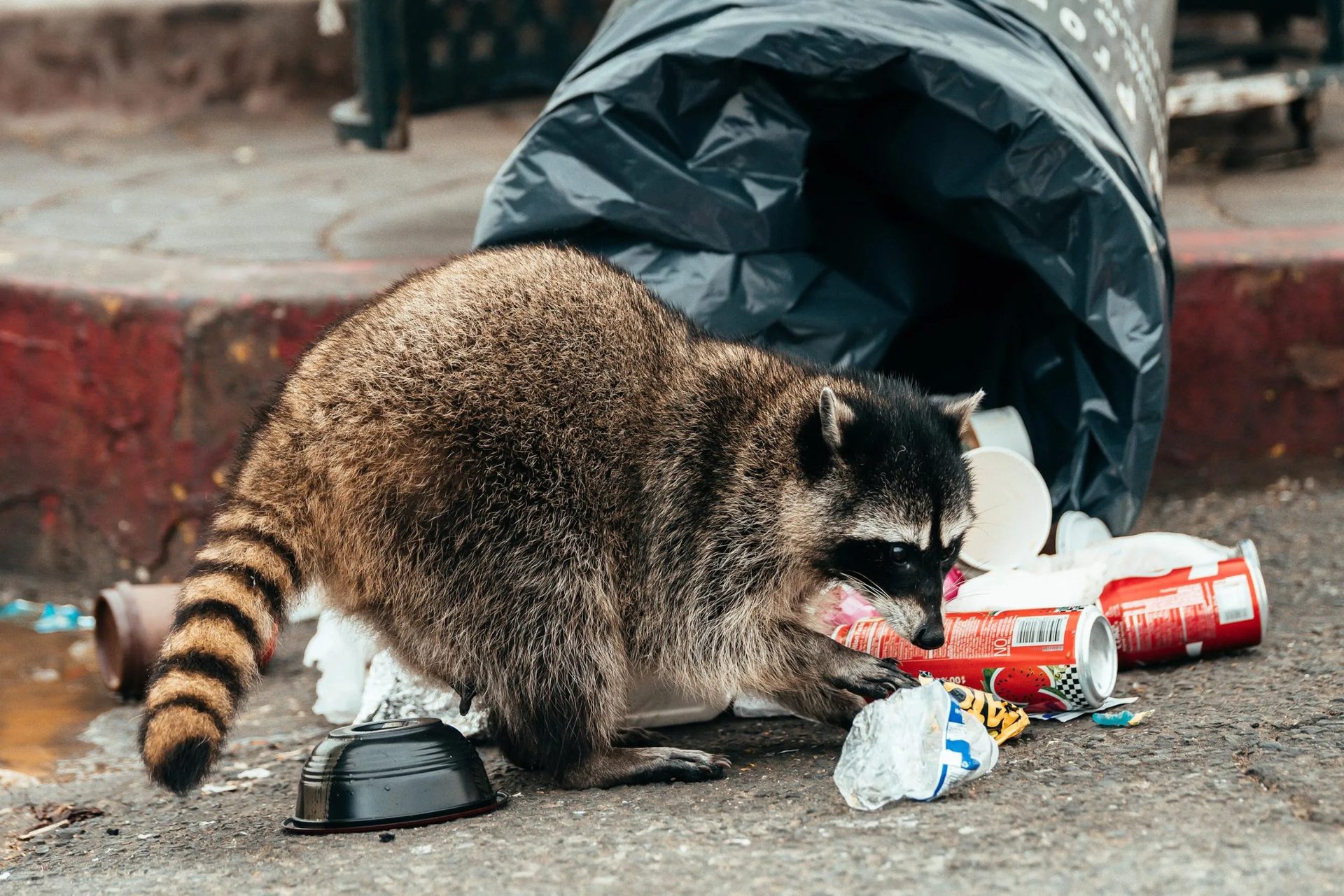 Raccoon Removal service in Centerburg, OH