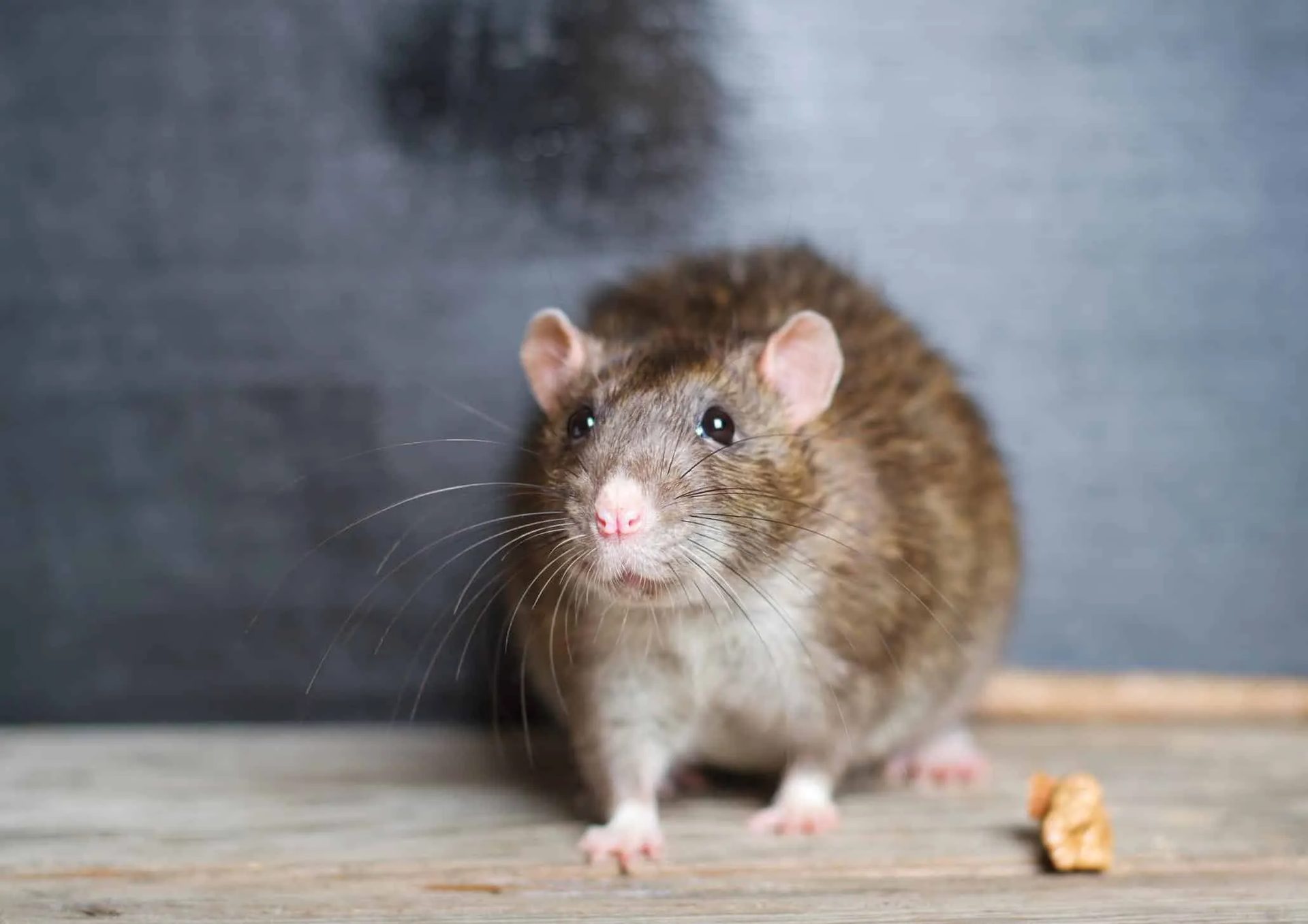 Rodent Control service in Centerburg, OH