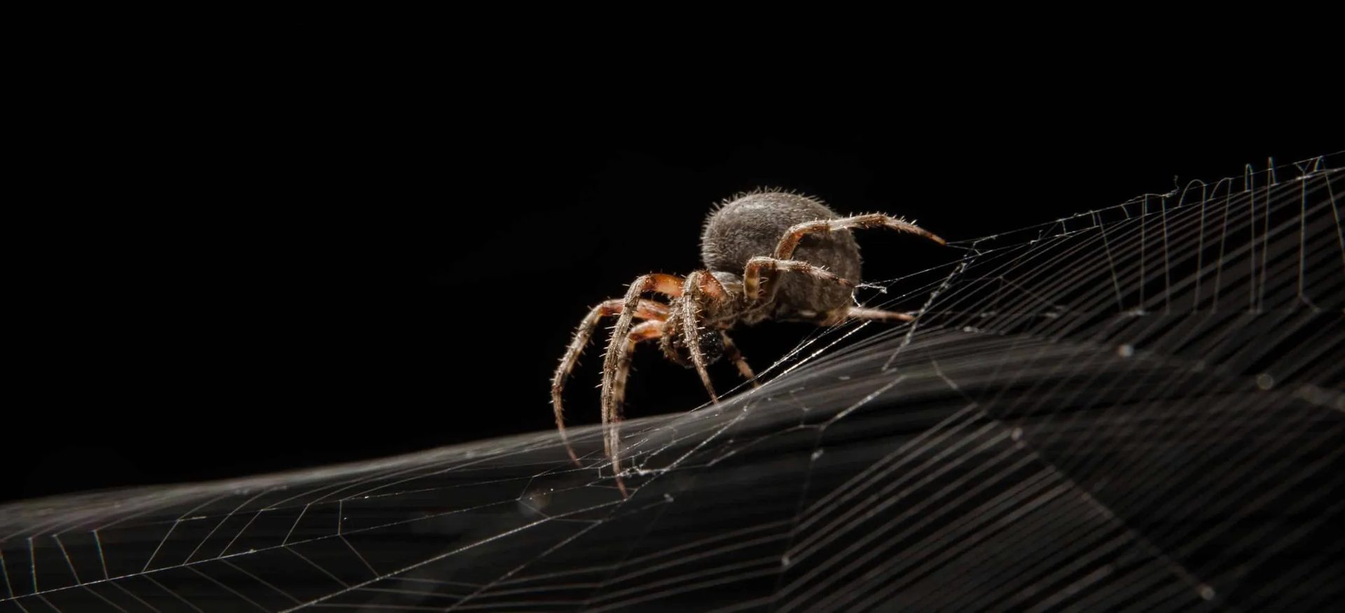 Spider Control service in Centerburg, OH