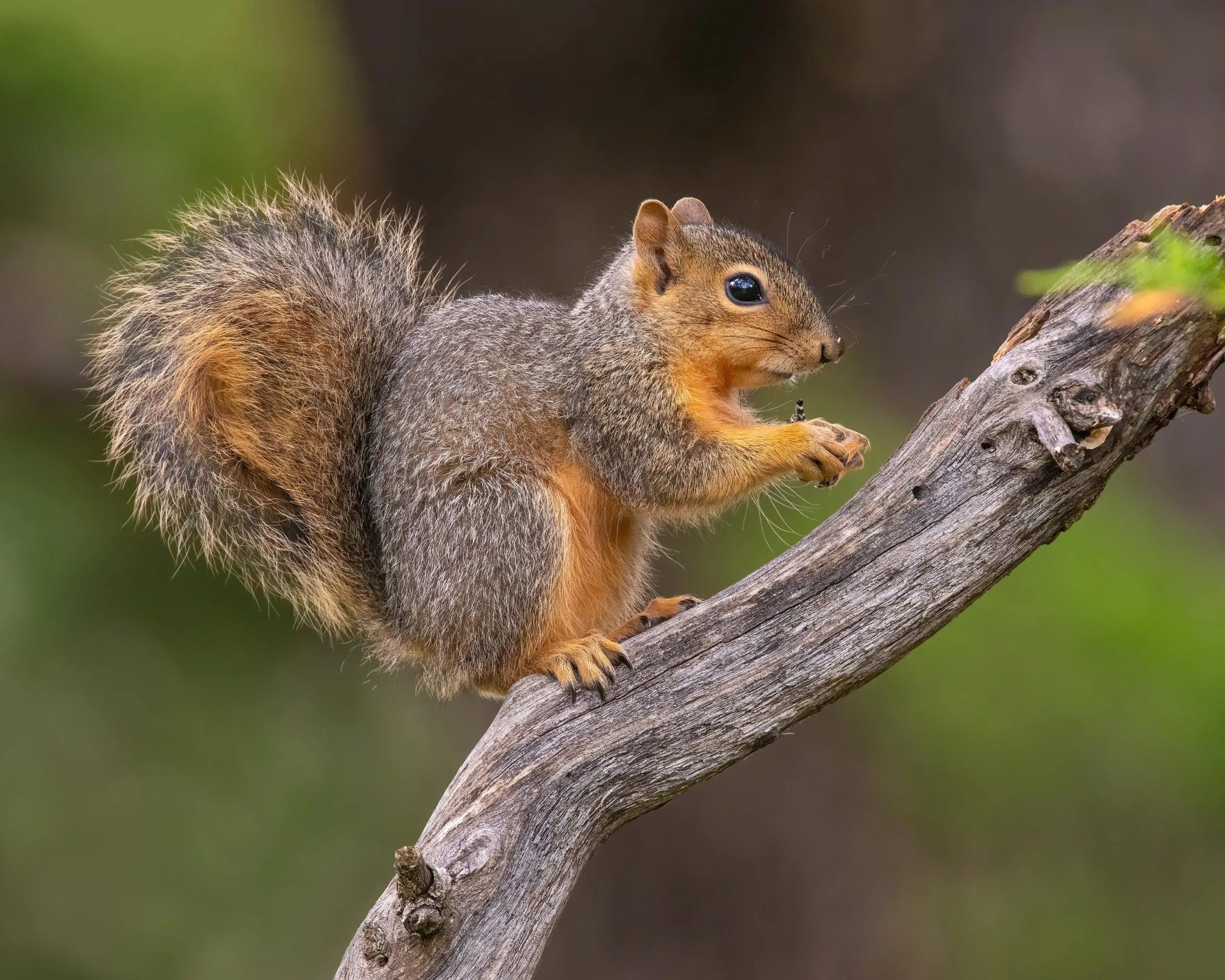 Squirrel Removal service in Centerburg, OH