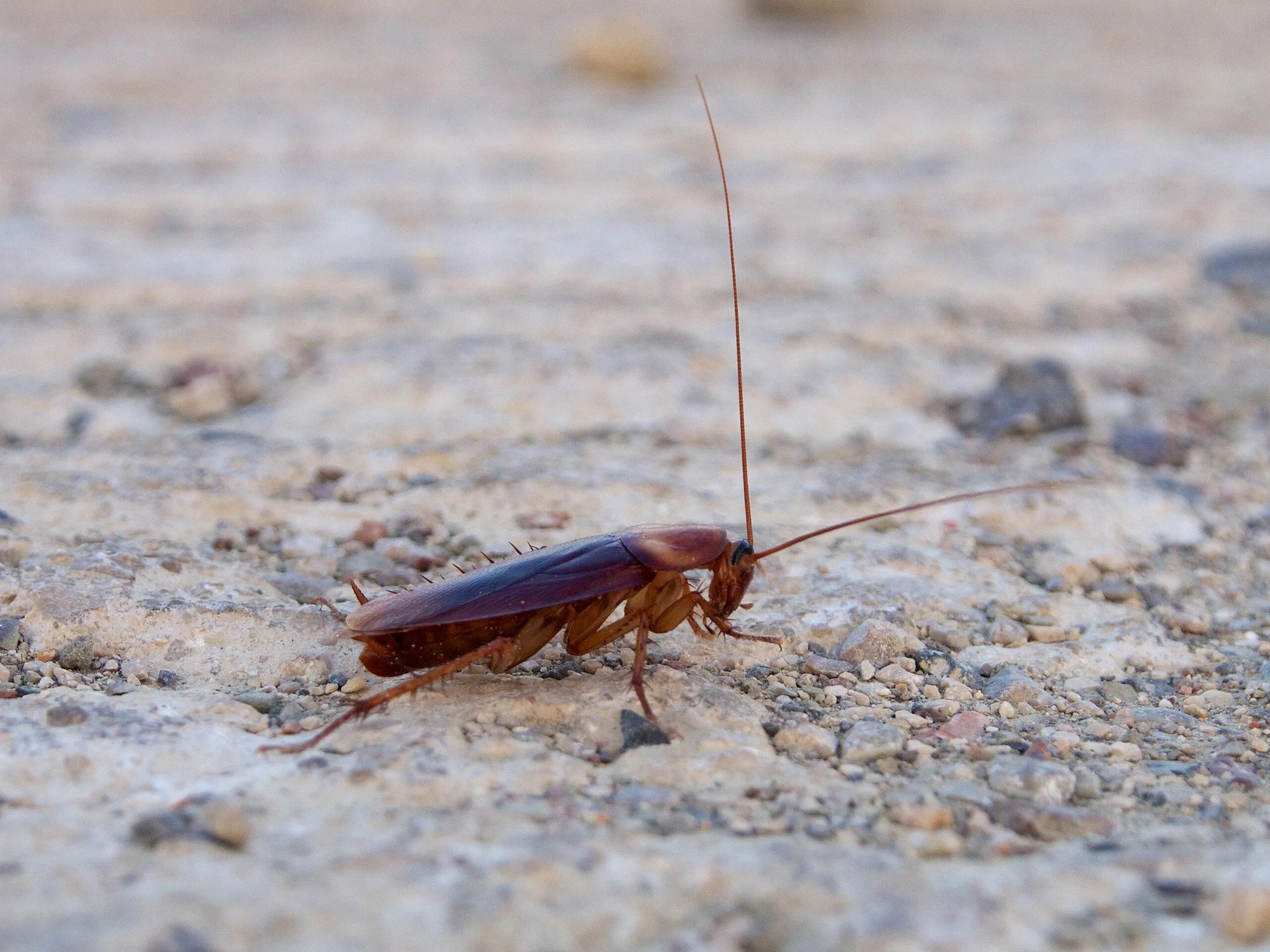 Cockroach Control