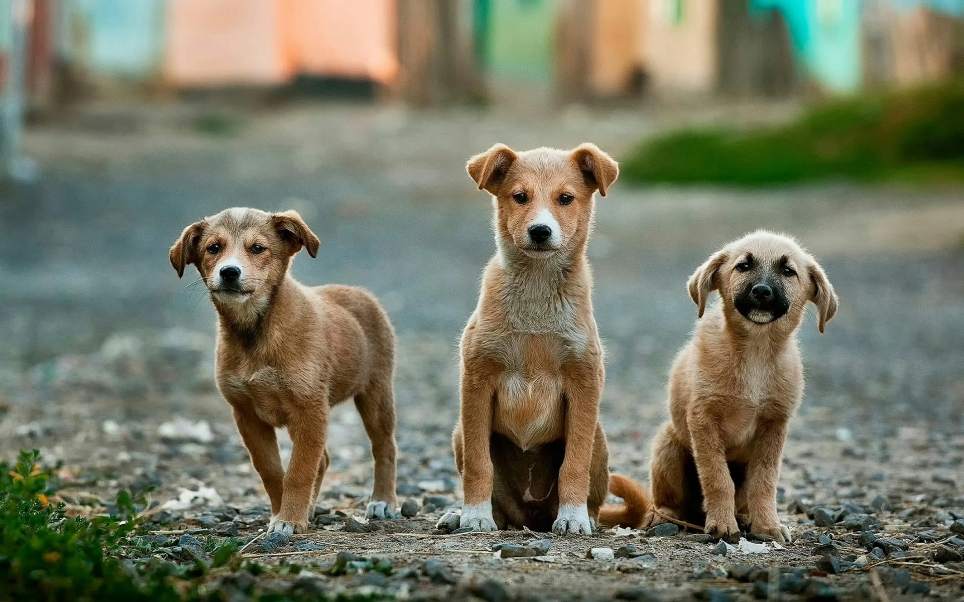 Flea and Tick Control service in Centerburg, OH
