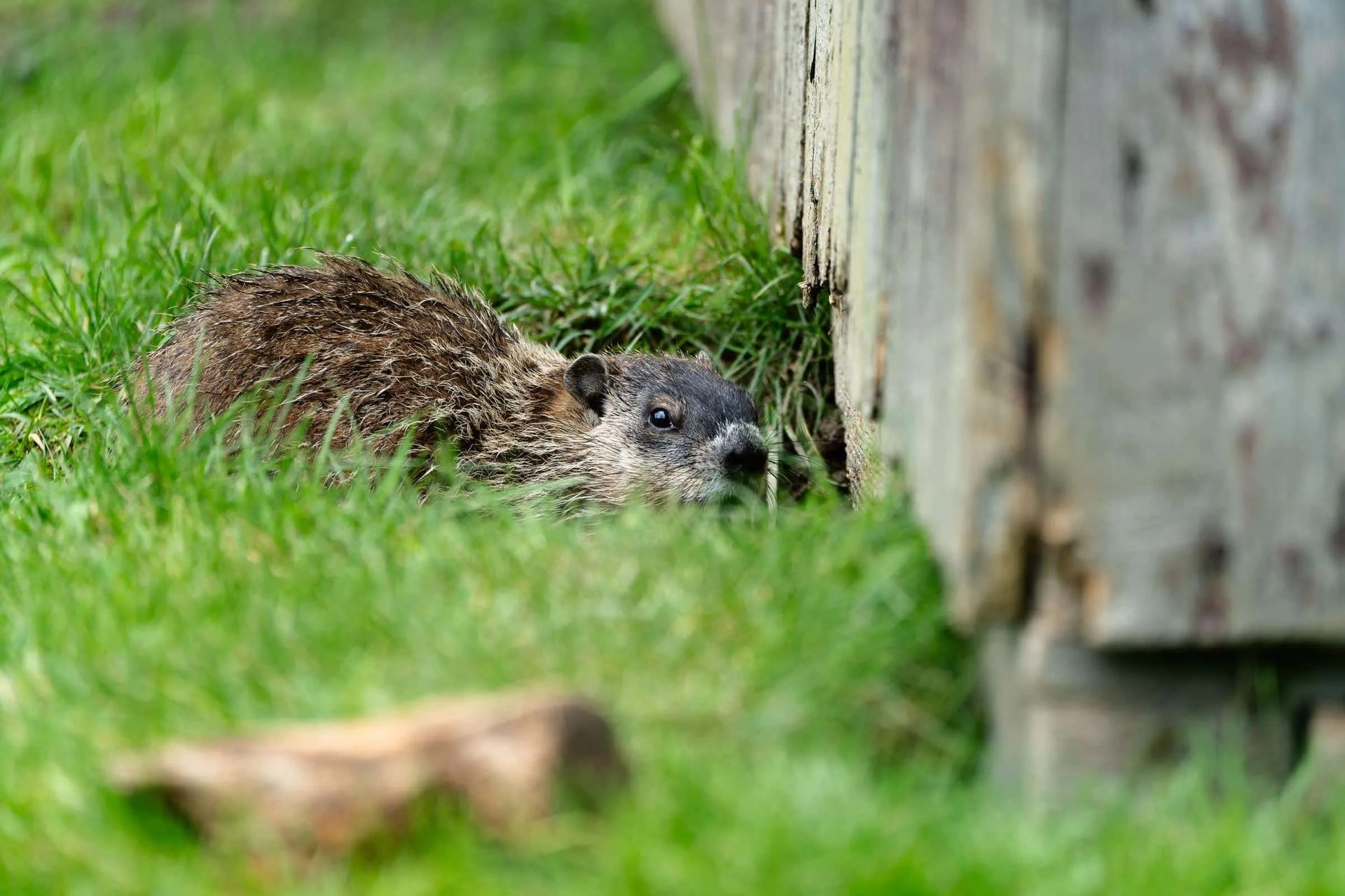 Groundhog Trapping service in Centerburg, OH