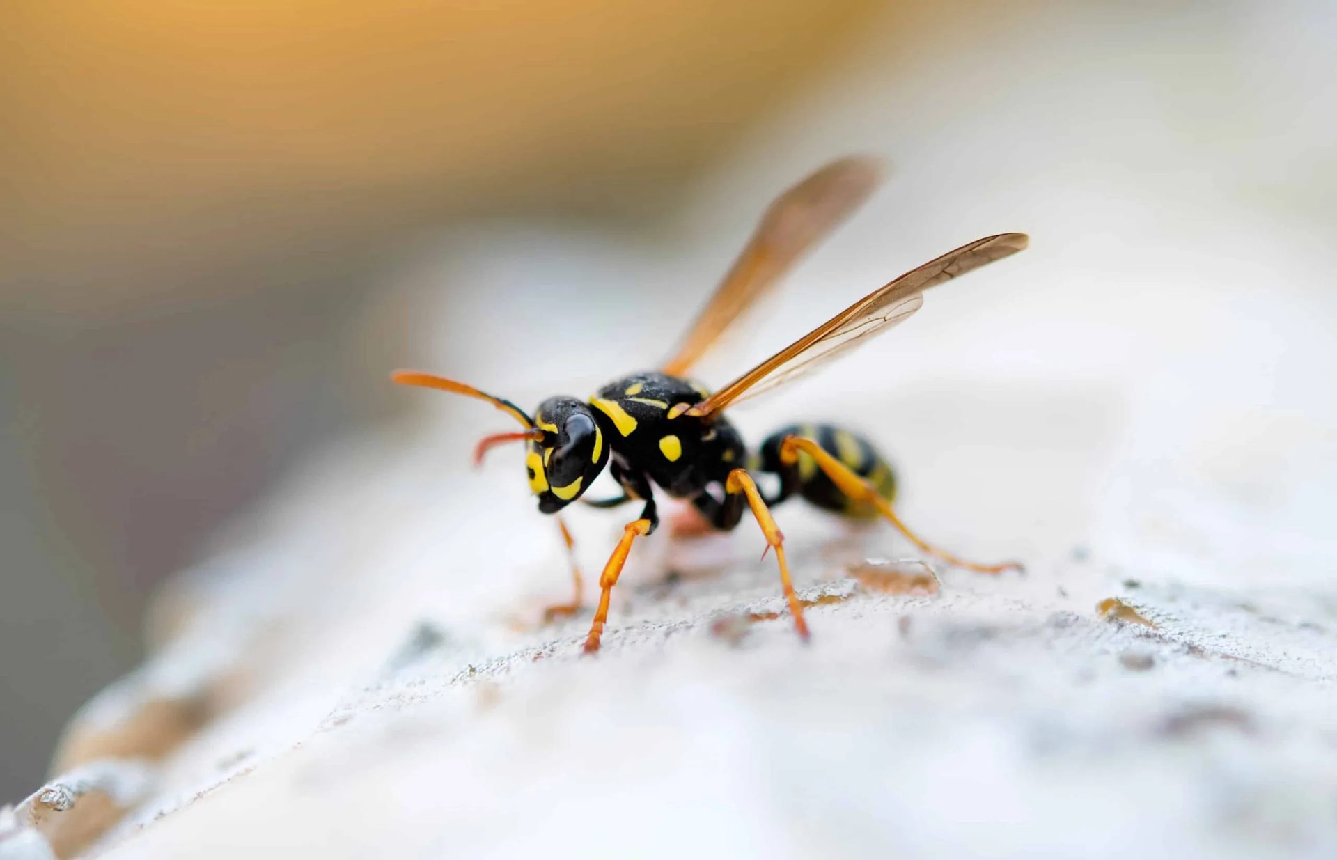 Yellow Jacket Control service in Centerburg, OH